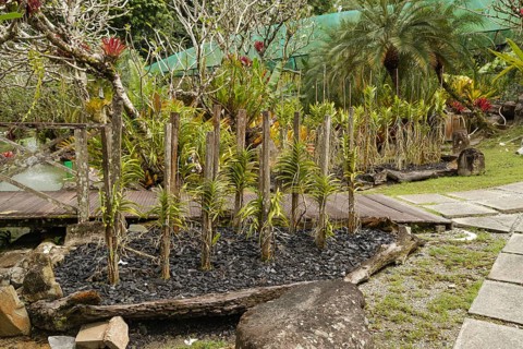 Orchid and bromeliad flower beds in botanical garden, selective focus, copy space, malaysia,