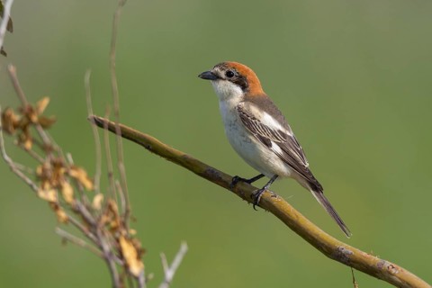 Red-headed Shrike