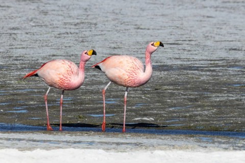 James Flamingo, NP Eduardo Avaroa Bolivia