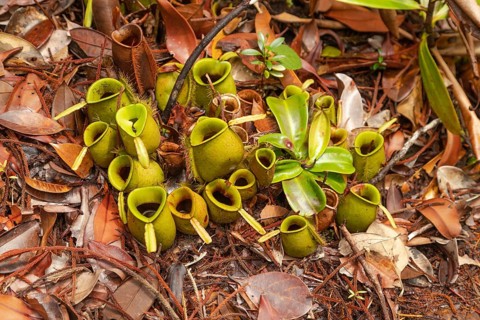 Pitcher Plant Nepenthes in Bako national park. Vacation, travel, tropics concept, no people,