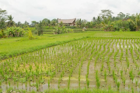 Rice terraces, Campuhan ridge walk, Bali, Indonesia, track on the hill with grass, large trees,