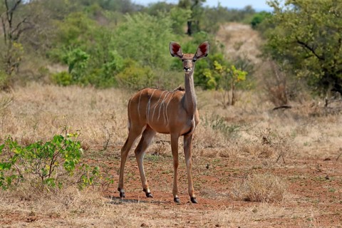 Greater Kudu, zambezi greater kudu (Strepsiceros zambesiensis), adult, female, foraging, Kruger