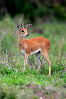 Steenbok (Raphicerus campestris), adult, male, foraging, vigilant, dwarf antelope, Kruger National