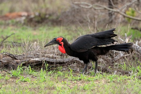 Southern ground hornbill (Bucorvus leadbeateri), adult, foraging, alert, Kruger National Park,