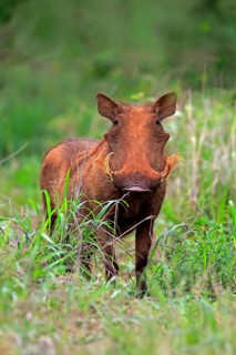 Warthog, (Phacochoerus aethiopicus), adult, foraging, alert, Kruger National Park, Kruger National