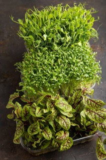 Set of boxes with microgreen sprouts of sorrel, pea, cilantro on black concrete background. Side