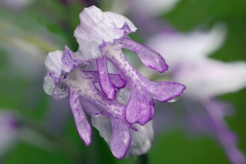 Military orchid
