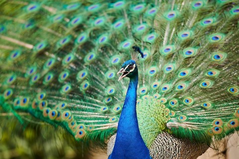 Indian peafowl (Pavo cristatus) doing a cartwheel, spreading its feathers, eyes, France, Europe