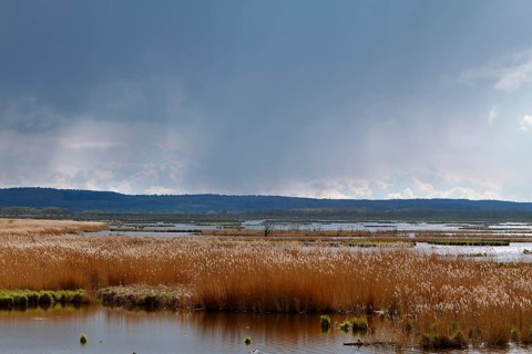 Wetland biotope in the Peene Valley, overwatered meadows, rare habitat for endangered plants and