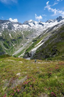 Mountaineer on hiking trail in picturesque mountain landscape with blooming alpine roses, in the