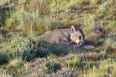 Cougar (Cougar concolor), silver lion, mountain lion, cougar, panther, small cat, cleans itself,