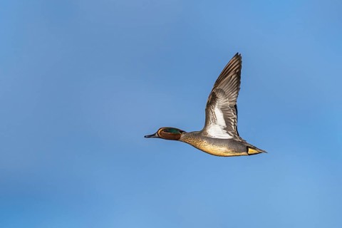 Eurasian Teal, Anas crecca, male in flight on blue sky