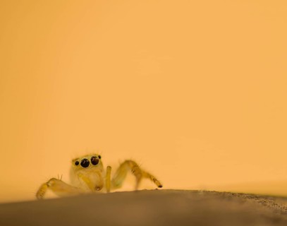 Closeup of jumping spider with translucent body on corner of wooden post looking at camera