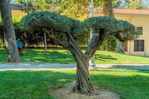 Two trees twisted together and growing as one in public park in Istanbul, Tuerkiye