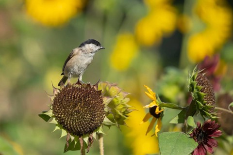 Marsh tit (Poecile palustris) adult bird on a Sunflower (Helianthus spp) seed head, Suffolk,