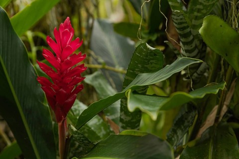 Orchid and bromeliad flower beds in botanical garden, selective focus, copy space, malaysia,