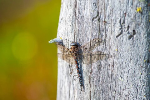 Zigzag darner (Aeshna sitchensis) sitting on a tree stump, dragonfly, close-up, nature photograph,