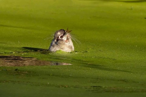 European Otter (Lutra lutra) adult feeding on a fish in a lake, Suffolk, England, United Kingdom,