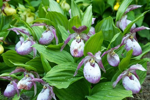 Beautiful orchid flowers of pink color with green leaves in the garden. Lady's-slipper hybrids.