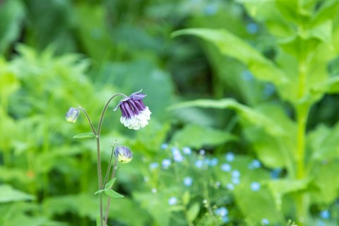 Beautiful columbine or aquilegia purple flowers in the garden, selective focus