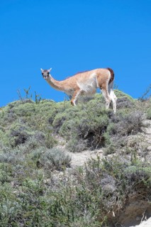 Guanaco (Llama guanicoe), Huanako, Torres del Paine National Park, Patagonia, End of the World,