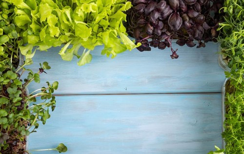 Set of boxes with microgreen sprouts of purple and green basil, sunflower, radish, sorrel, pea,