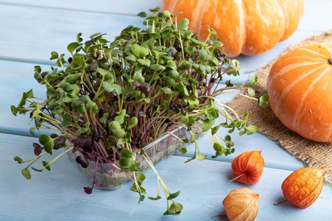 Microgreen sprouts of radish with pumpkin on blue wooden background. Side view, close up