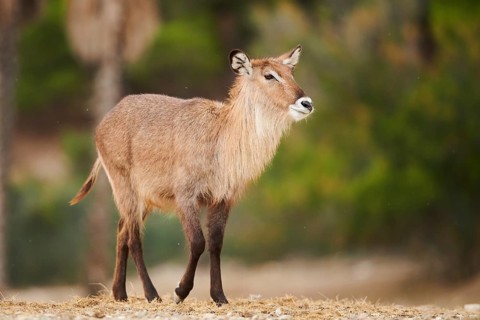 Waterbuck (Kobus defassa) in the dessert, captive, distribution Africa