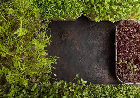 Set of boxes with microgreen sprouts of amaranth, rucola, watercress, mustard, mizuna and kohlrabi