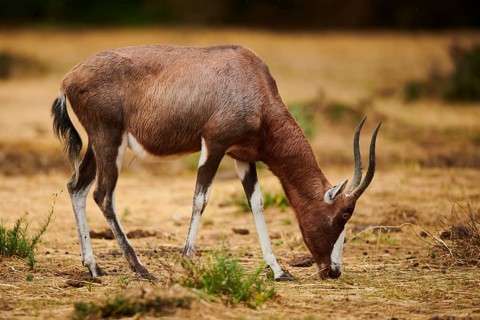 Blesbuck (Damaliscus pygargus phillipsi) in the dessert, captive, distribution Africa