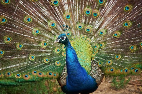 Indian peafowl (Pavo cristatus) doing a cartwheel, spreading its feathers, eyes, France, Europe