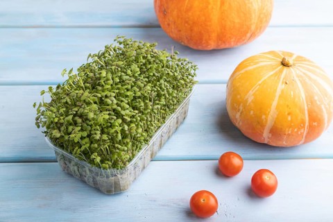 Microgreen sprouts of mustard with pumpkin on blue wooden background. Side view, close up