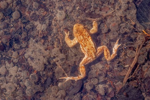Common toad (Bufo bufo) in a pond during the breeding season in spring. Haut-Rhin, Alsace, Grand