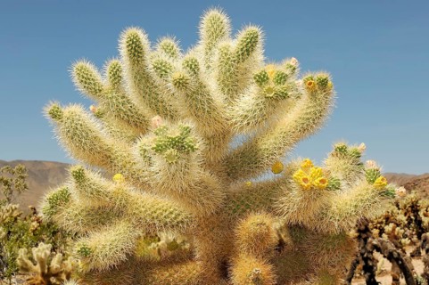 Teddybear Cholla (Cylindropuntia bigelovii), Joshua Tree National Park, Palm Desert, California,