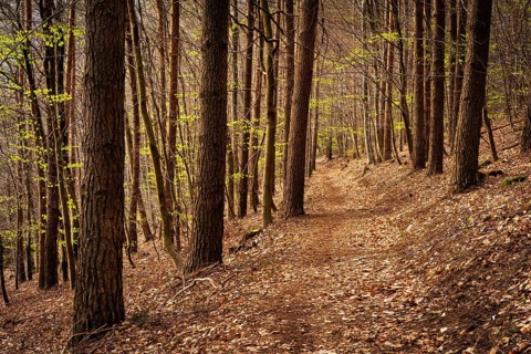 Forest landscape, a forest path in spring. The forest is still almost bare, the first trees are