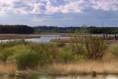 Wetland biotope in the Peene valley, waterlogged meadows, rare habitat for endangered plants and