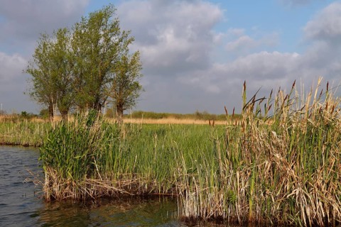 Wetland biotope in the Peene valley, waterlogged meadows, rare habitat for endangered plants and