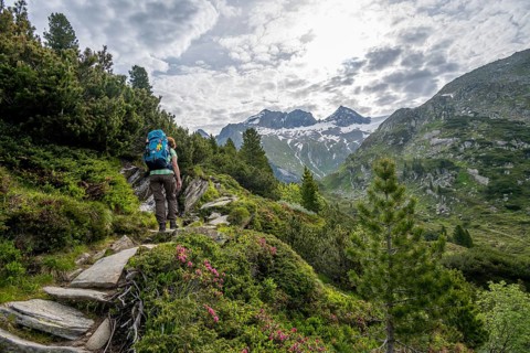 Mountaineer on a hiking trail in a picturesque mountain landscape with alpine roses, mountain peak