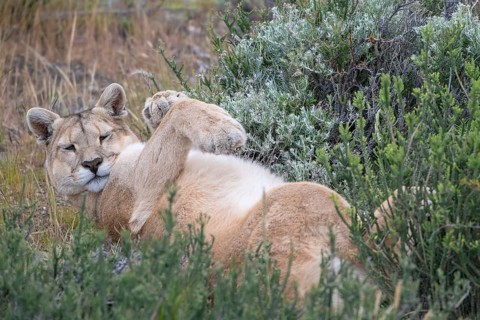 Cougar (Cougar concolor), silver lion, mountain lion, cougar, panther, small cat, lying on its