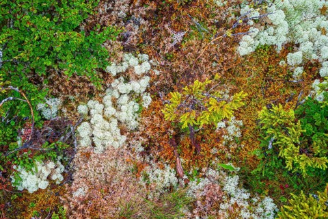 Reindeer lichen (Cladonia rangiferina), black crowberry (Empetrum nigrum), dwarf birch (Betula