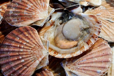 Scallops, Campo de la Pescaria fish market, Rialto market, San Polo neighbourhood, Venice, Veneto,