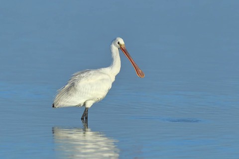 Spoonbill (Platalea leucorodia), young bird looking for food, animal standing in shallow water,