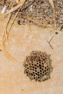 Closeup of wasp nest laying on sidewalk next to weeds and dirt