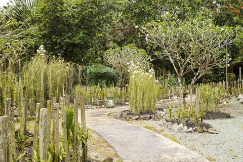 Orchid and bromeliad flower beds in botanical garden, selective focus, copy space, malaysia,