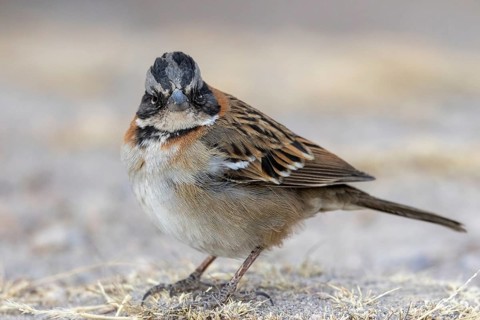 Rufous-collared sparrow