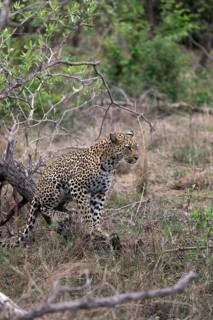 Leopard (Panthera pardus), adult, observed, alert, Sabi Sand Game Reserve, Kruger NP, Kruger