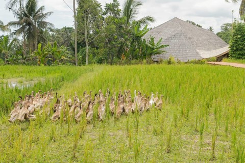 Flock of ducks on rice fields in countryside, Ubud, Bali, Indonesia, green grass. Travel, tropical,