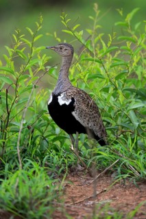 Red-crested Bustard, (Lophotis ruficrista), adult, foraging, vigilant, Kruger National Park, Kruger