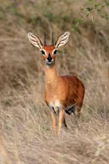 Steenbok (Raphicerus campestris), adult, male, foraging, vigilant, dwarf antelope, Kruger National
