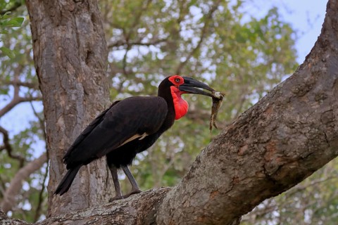 Southern ground hornbill (Bucorvus leadbeateri), adult, feeding, with prey, on tree, Kruger